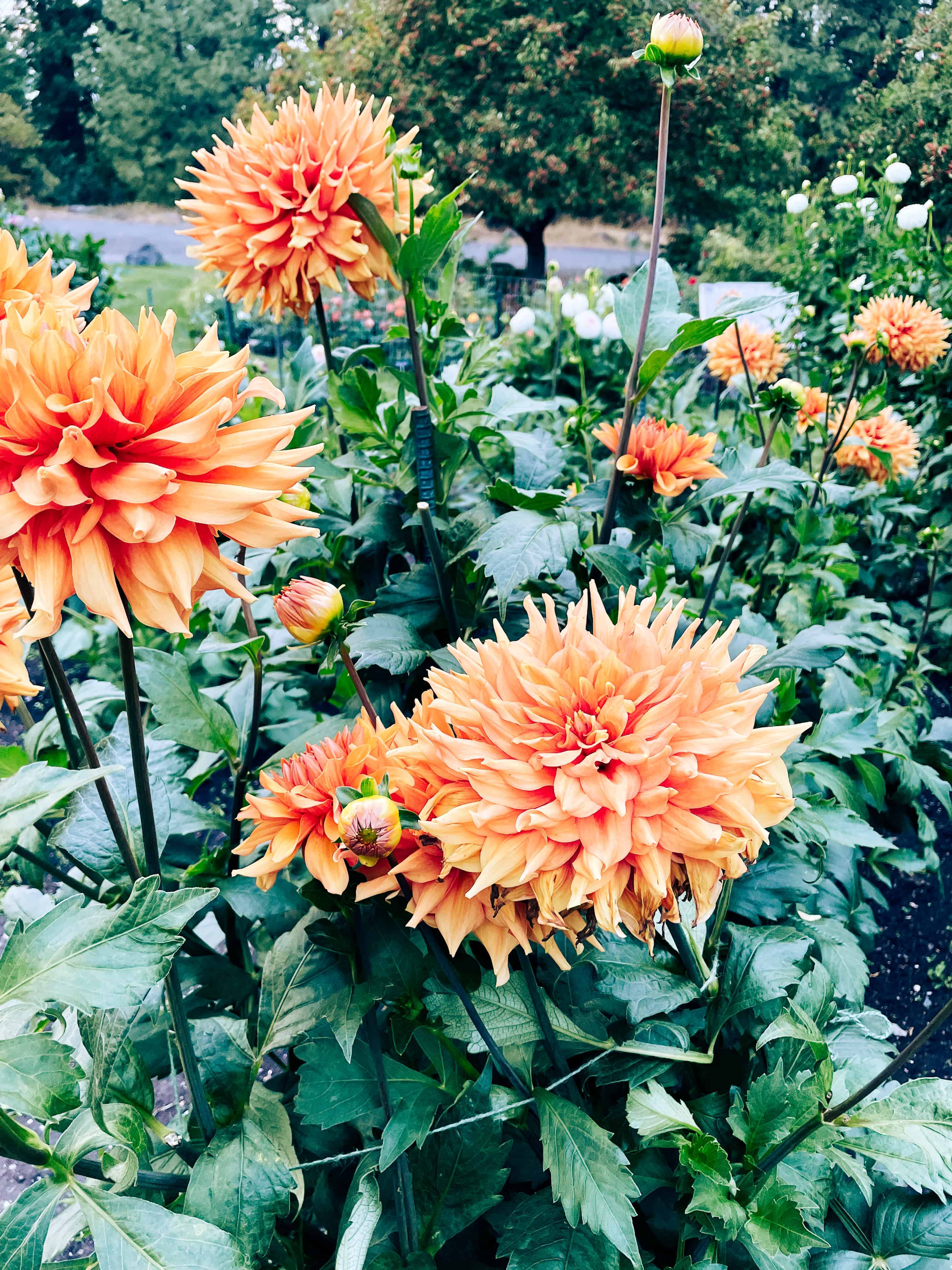 Rose Garden and Dahlias at Manito Park