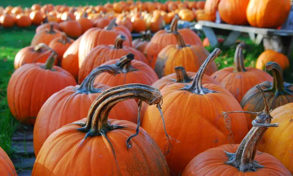 Dozens of beautiful orange pumpkins sitting in a pumpkin patch.